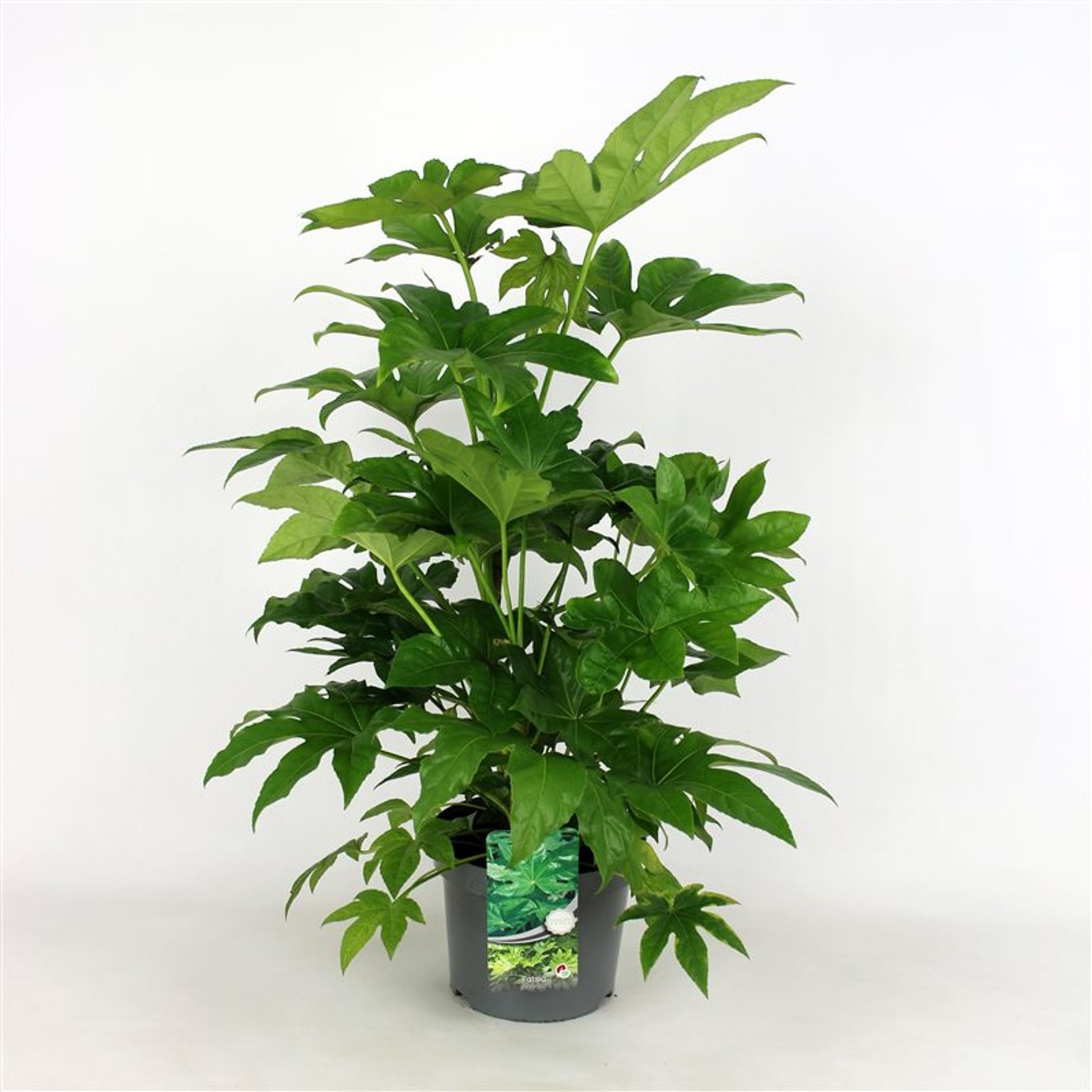 Fatsia japonica - C7,5